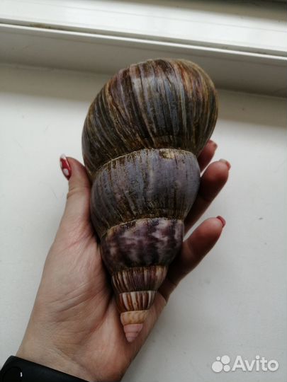 Ракушка улитки Lissachatina fulica