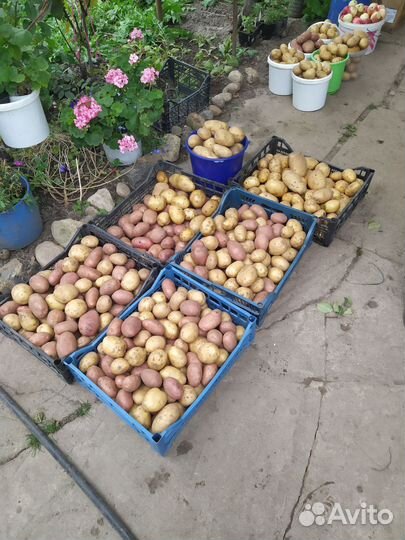 Продам картофель с доставкой