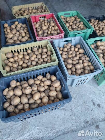 Картофель свежий урожай