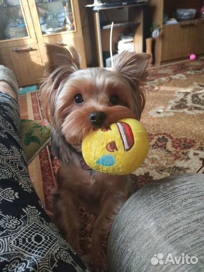 Домашняя передержка животных