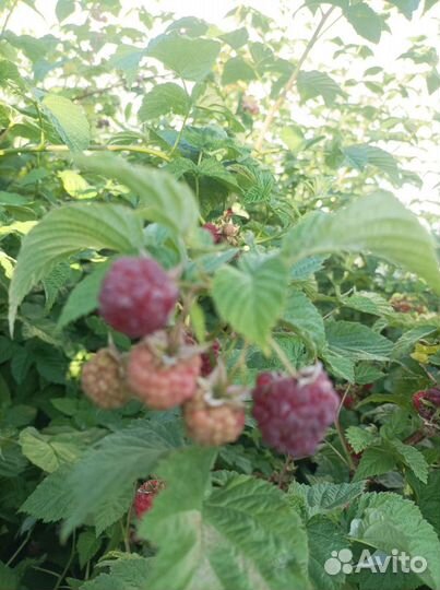 Ремонтантная малина