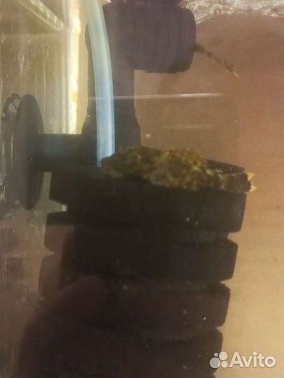 Тернеция гло фиш.Аквариумные рыбки(разводные)