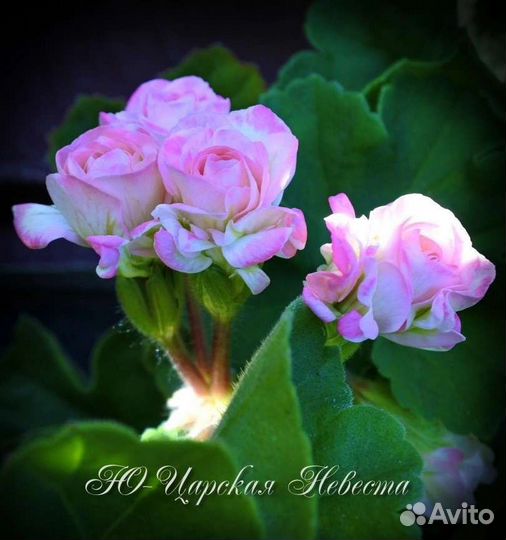 Пеларгония герань сортовая