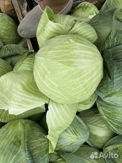 Капуста оптом