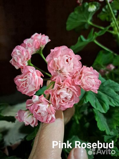 Пеларгонии