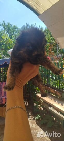 Раздаём щенков