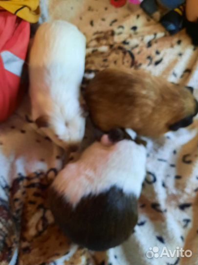 Морская свинка бесплатно в дар 2мальчика и девочку