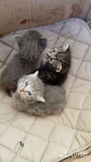 Отдам бесплатно котят