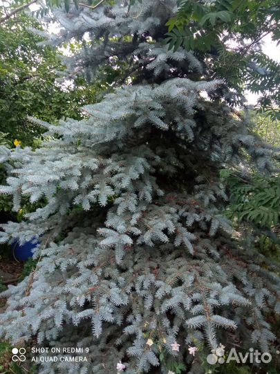 Ель голубая