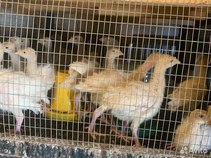 Цыплята бройлеры, гуси, утки, индюки