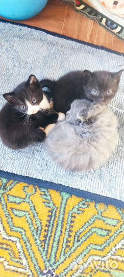 Кошки в добрые руки