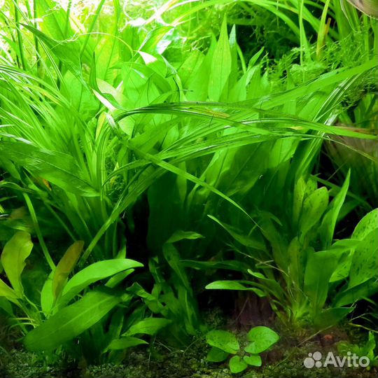 Свежая прополка аквариумных растений