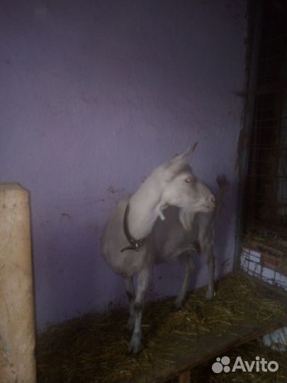 Зааненская дойная коза