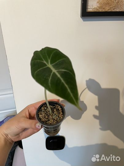 Алоказия блек вельвет пинк дракон