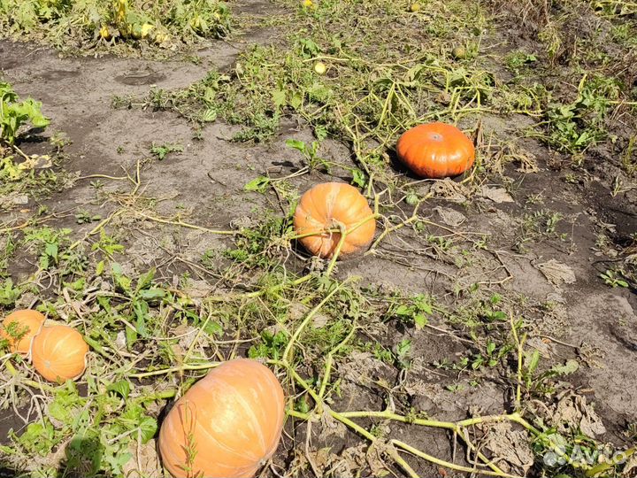 Тыква оптом