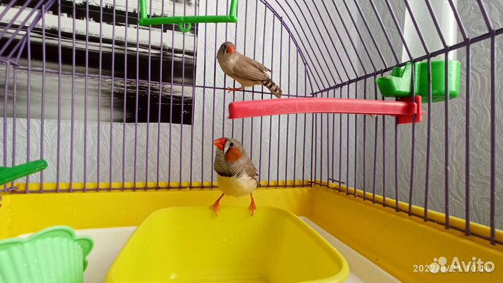 Амадины (Вьюрковые ткачики)