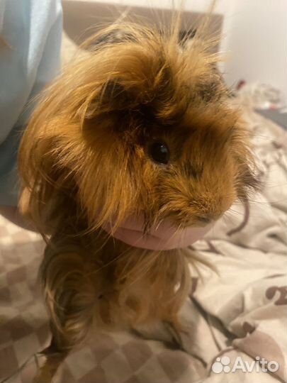 Морская свинка