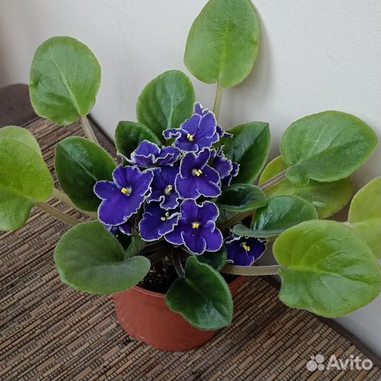 Фиалка фиолетовая. Комнатное растение