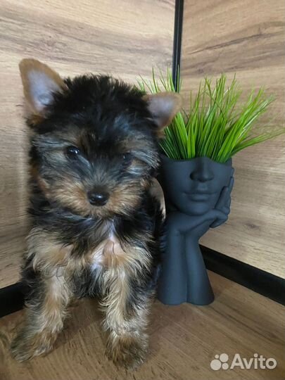 Йоркширский терьер