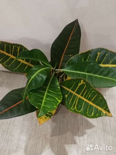 Бегония декоративно лиственная