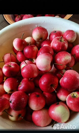 Яблоки домашние