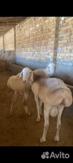 Чисто кровные Гиссарского бараны