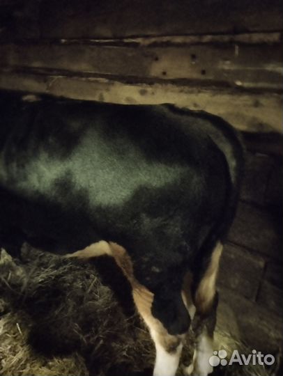 Бычки и быки 1 год