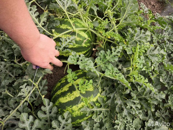 Арбуз барака