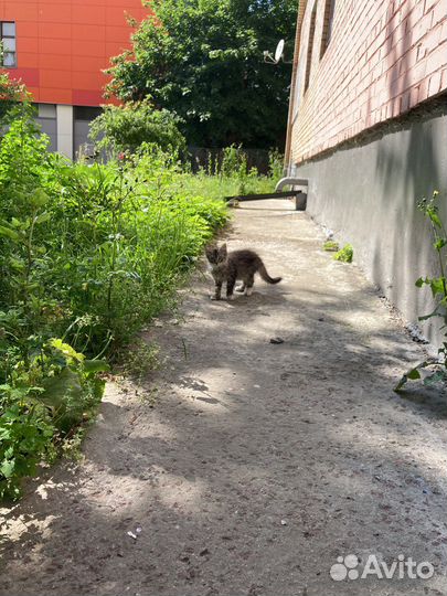 Котенок (мальчик ), на 2 Балашихе