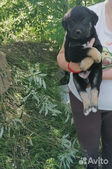 Щенки в хорошие руки