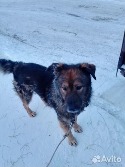 Брошеный Пёсик