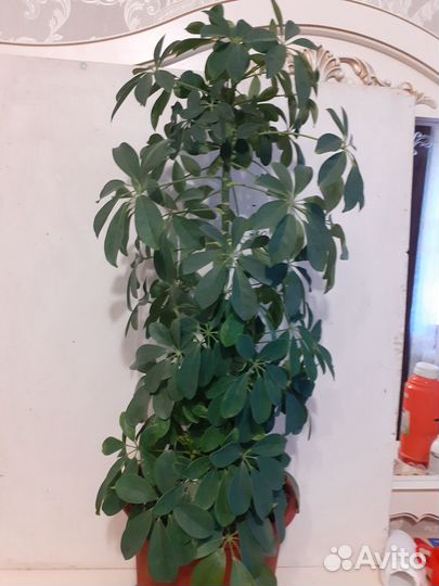 Шефлера 95 см