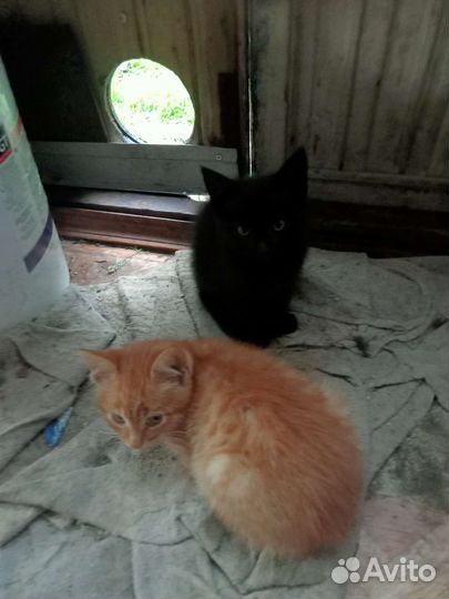 Котята в добрые руки