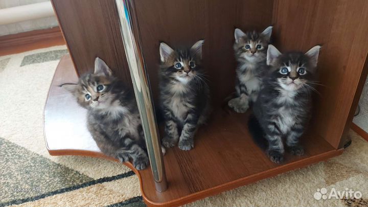 Кошки мейн-кун