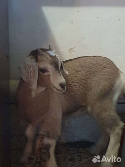 Коза нубийская