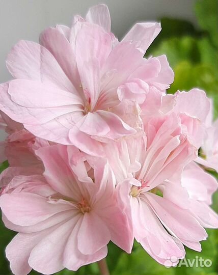 Герань пеларгония Царевна лягушка