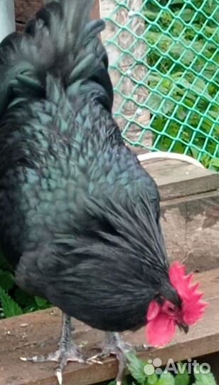 Австралорп инкубационные яйца