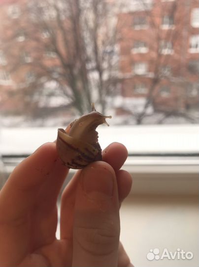Улитки ахатины маленькие