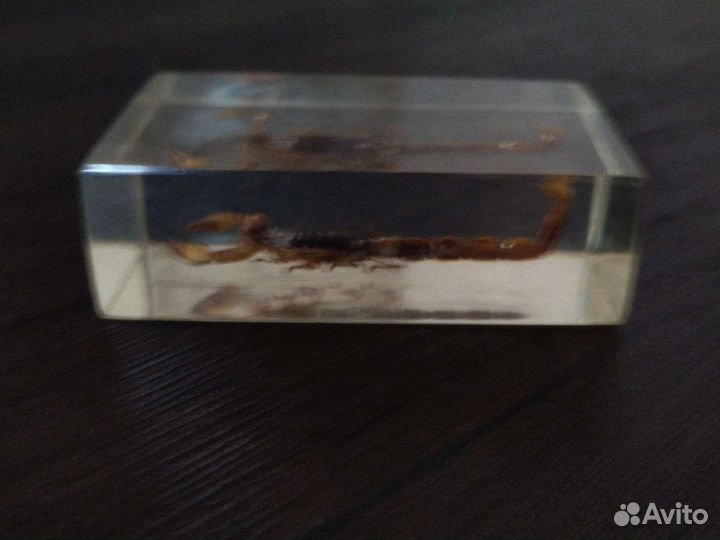 Скорпион запечатаный(коллекционный)