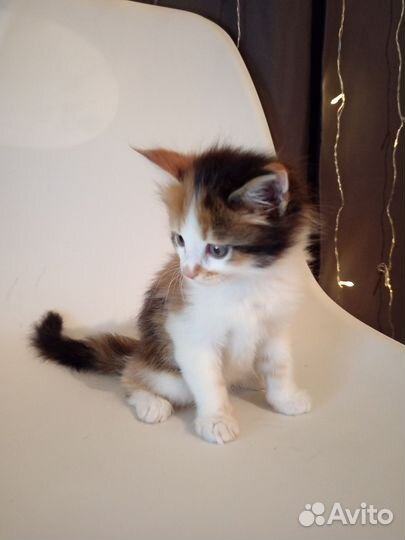 Подарю котят