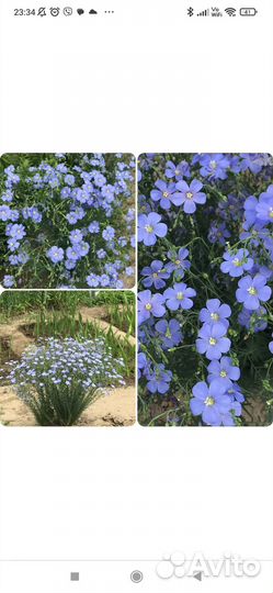 Многолетники