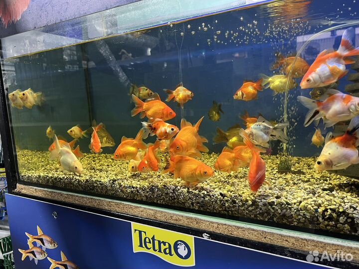 Большой выбор золотых рыбок