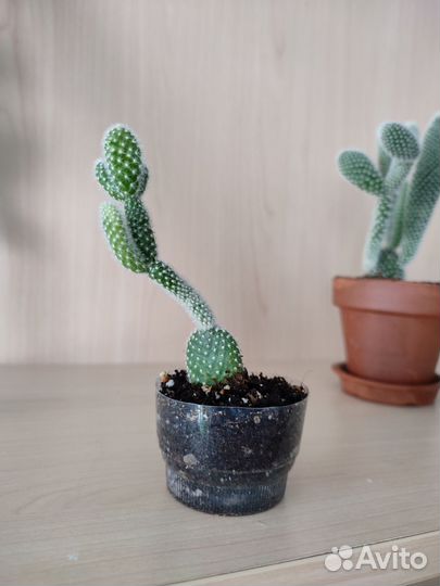 Кактус карликовая опунция