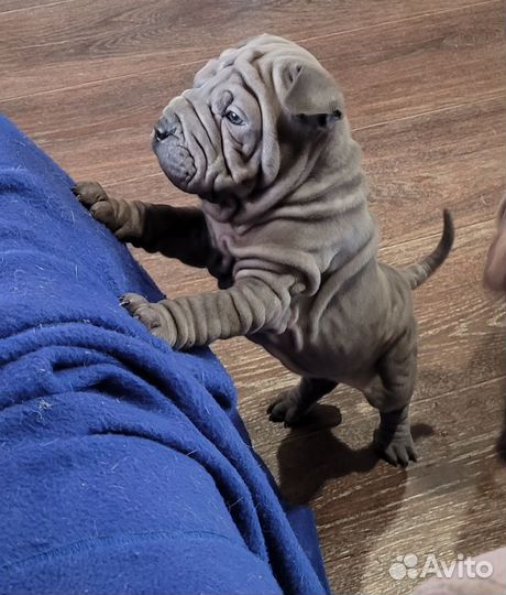 Шарпей девочка