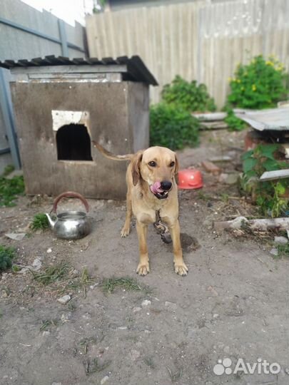 Отдам 1,5 г. мальчика-метиза в добрые руки