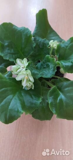 Комнатные растения