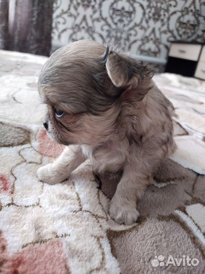 Щенки чихуахуа