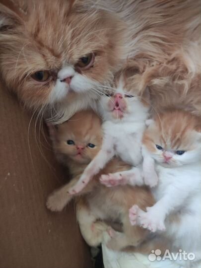 Котята экзоты
