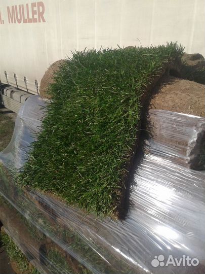 Рулонный газон в липецке