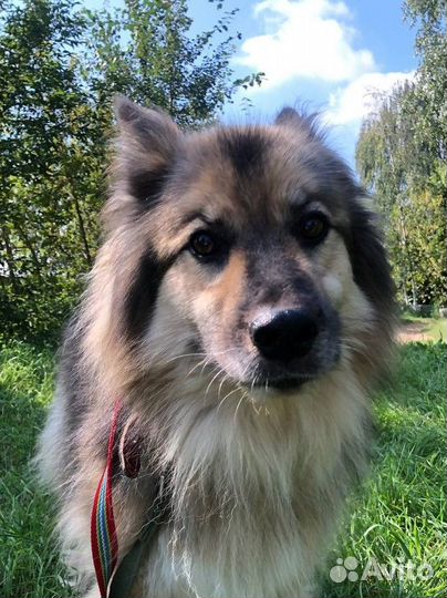 Собака в дар бесплатно из приюта ищет дом